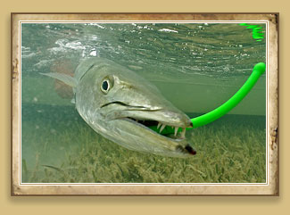 The Best Barracuda Lure (For Fishing The Flats With Light Tackle)