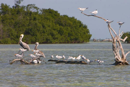 pelicans photo, florida keys photography, Ft. Jefferson state park, key west flats fishing guides, lower keys fly fishing, permit, tarpon, bonefishing, big pine key, cudjoe key, summerland key