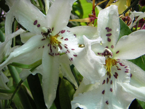 Ft. Jefferson state park, key west flats fishing guides, lower keys fly fishing, permit, tarpon, bonefishing, big pine key, cudjoe key, summerland key