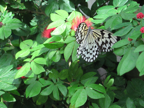 key west butterfly garden, florida keys photography, key west fly fishing guides