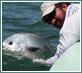 Double Haul Charters-Florida Keys Fishing Guide-Sight Fishing in the Florida Keys